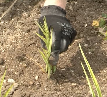 Plant staudene Plant staudene